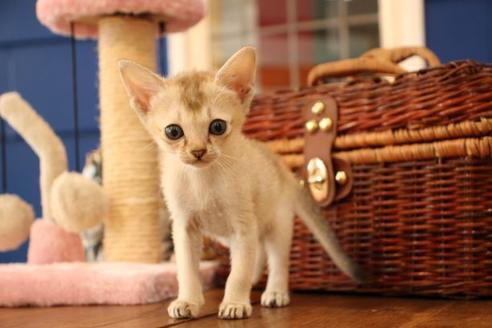 成約済の大阪府のシンガプーラ-11180の8枚目