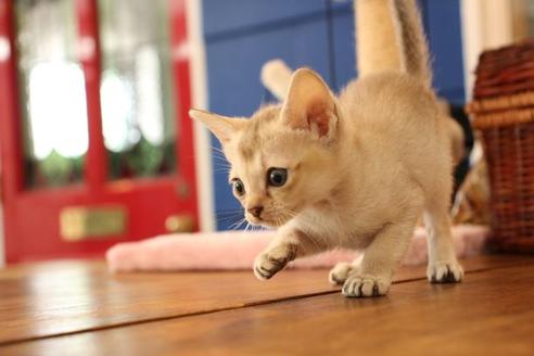 成約済の大阪府のシンガプーラ-11180の7枚目