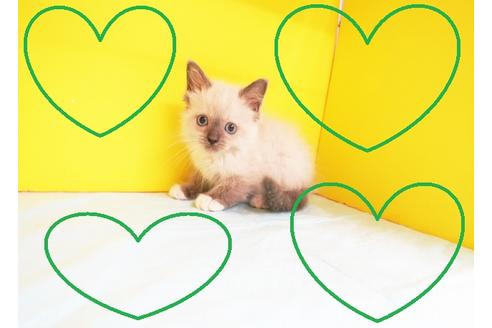 成約済の東京都のラグドール-11178