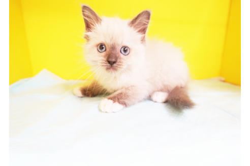 成約済の東京都のラグドール-11178の2枚目