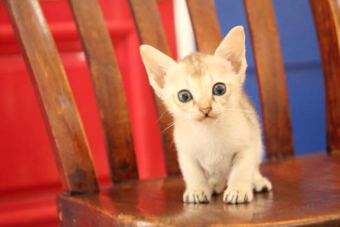 成約済の大阪府のシンガプーラ-11181