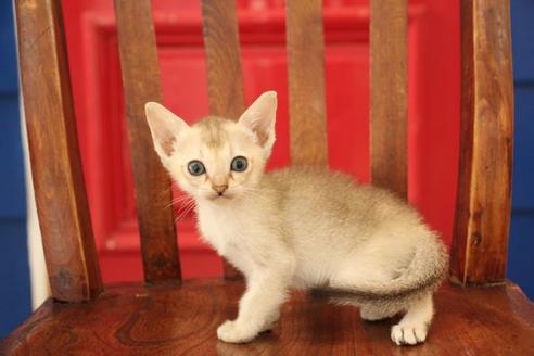 成約済の大阪府のシンガプーラ-11181の5枚目