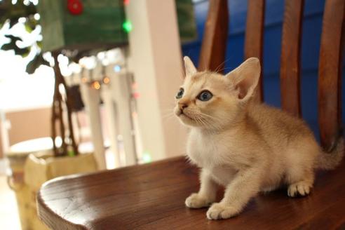 成約済の大阪府のシンガプーラ-11181の4枚目