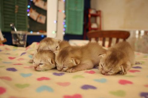 成約済の大阪府のシンガプーラ-11181の3枚目
