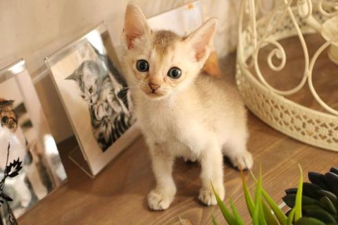 成約済の大阪府のシンガプーラ-11182