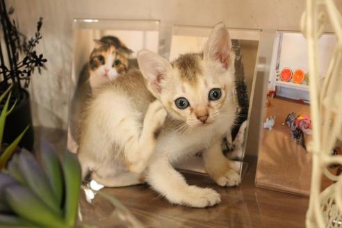 成約済の大阪府のシンガプーラ-11182の5枚目