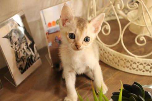 成約済の大阪府のシンガプーラ-11182の4枚目