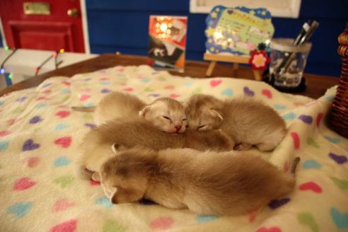 成約済の大阪府のシンガプーラ-11182の2枚目