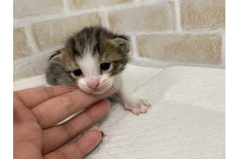 成約済の千葉県のジェネッタ-11185の1枚目