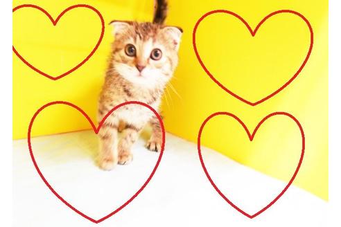 成約済の東京都のスコティッシュフォールド-11206の2枚目