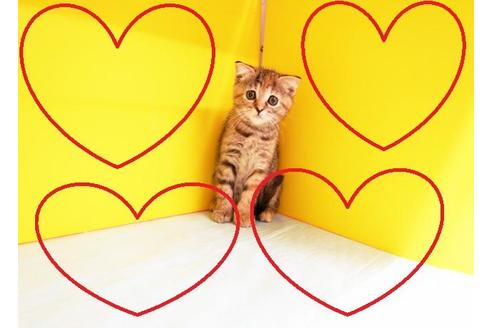 成約済の東京都のスコティッシュフォールド-11207の2枚目