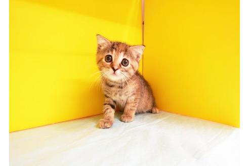 成約済の東京都のスコティッシュフォールド-11207の1枚目