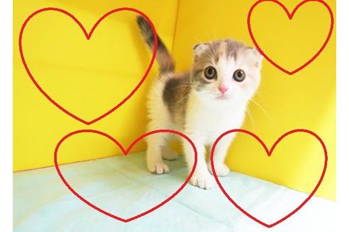 成約済の東京都のスコティッシュフォールド-11208の2枚目