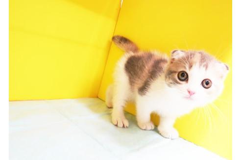 成約済の東京都のスコティッシュフォールド-11208の1枚目