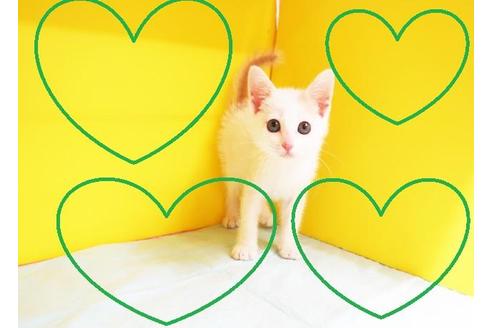 成約済の東京都のスコティッシュフォールド-11209の2枚目