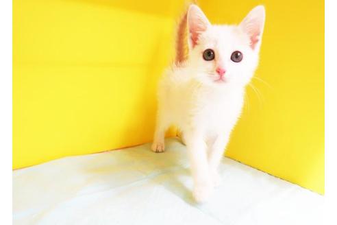 成約済の東京都のスコティッシュフォールド-11209の1枚目