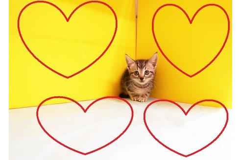 成約済の東京都のアメリカンショートヘア-11211の2枚目