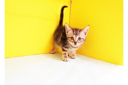 成約済の東京都のアメリカンショートヘア-11211の1枚目