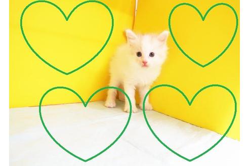 成約済の東京都のメインクーン-11212の2枚目