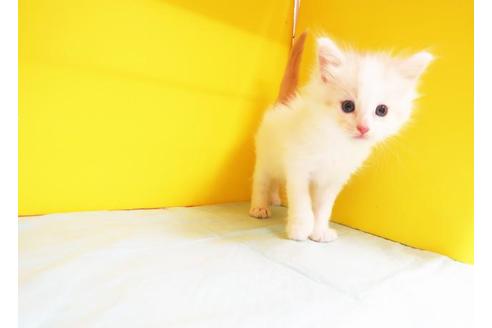 成約済の東京都のメインクーン-11212の1枚目