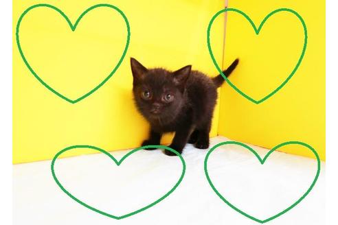 成約済の東京都のマンチカン-11213の2枚目