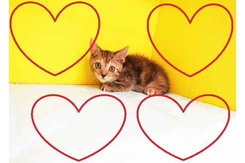 成約済の東京都のマンチカン-11214の2枚目