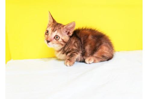 成約済の東京都のマンチカン-11214の1枚目