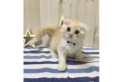 成約済の大阪府のスコティッシュフォールド-11219の5枚目