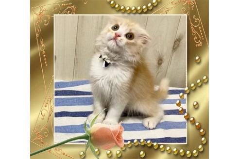 成約済の大阪府のスコティッシュフォールド-11219の4枚目