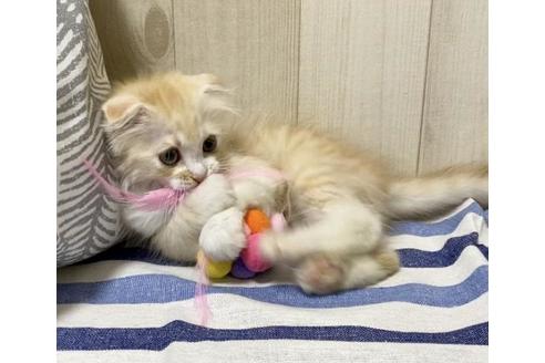 成約済の大阪府のスコティッシュフォールド-11219の3枚目