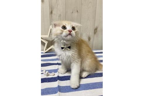 成約済の大阪府のスコティッシュフォールド-11219の2枚目