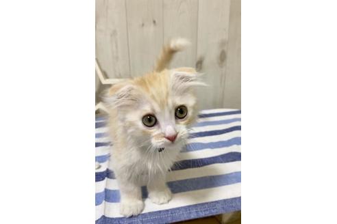 成約済の大阪府のスコティッシュフォールド-11219の1枚目