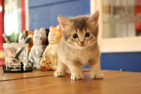 成約済の大阪府のソマリ-11221