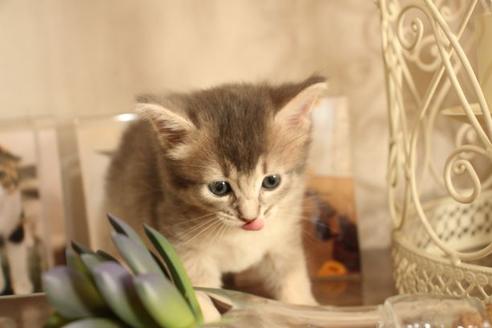 成約済の大阪府のソマリ-11221の9枚目