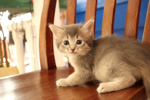 成約済の大阪府のソマリ-11221の8枚目