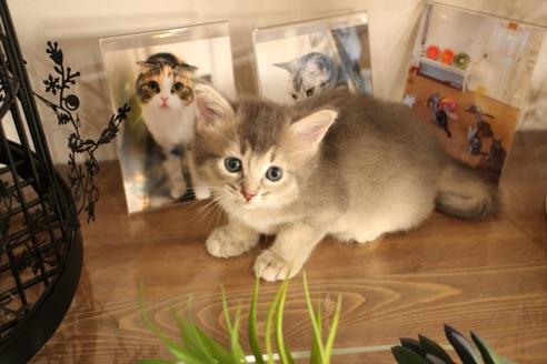 成約済の大阪府のソマリ-11221の7枚目