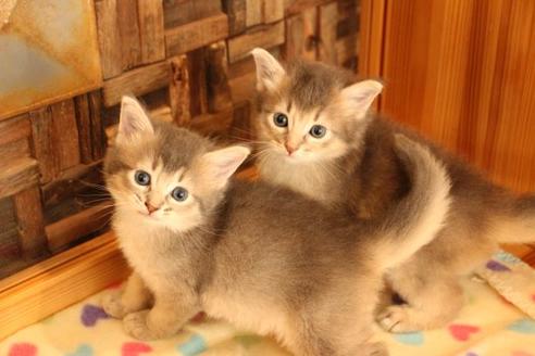 成約済の大阪府のソマリ-11221の5枚目