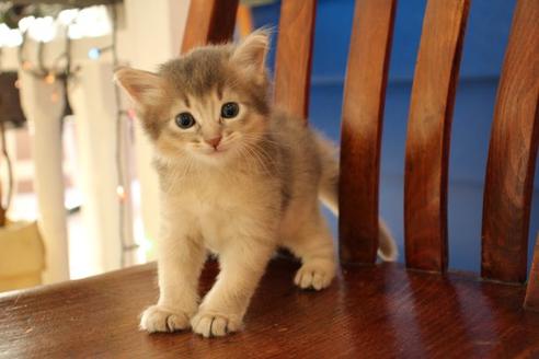 成約済の大阪府のソマリ-11222の1枚目