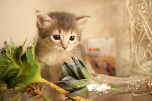 成約済の大阪府のソマリ-11222の10枚目