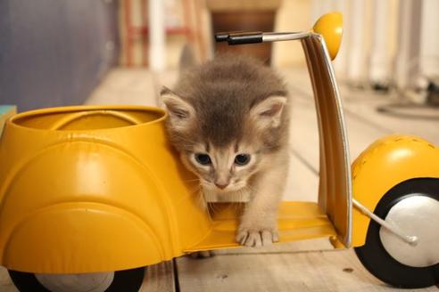 成約済の大阪府のソマリ-11222の9枚目