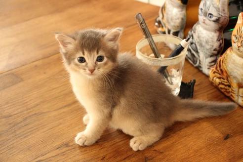 成約済の大阪府のソマリ-11222の8枚目