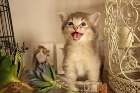 成約済の大阪府のソマリ-11222の7枚目