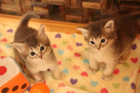 成約済の大阪府のソマリ-11222の6枚目