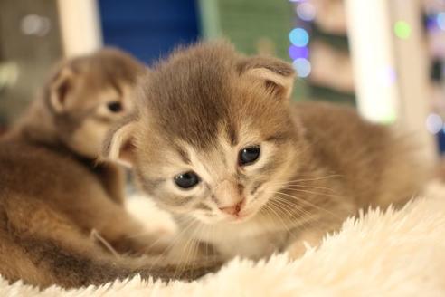 成約済の大阪府のソマリ-11222の4枚目