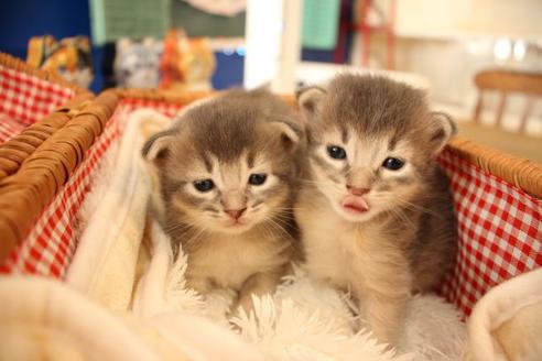 成約済の大阪府のソマリ-11222の2枚目