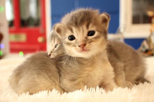 成約済の大阪府のソマリ-11221の4枚目