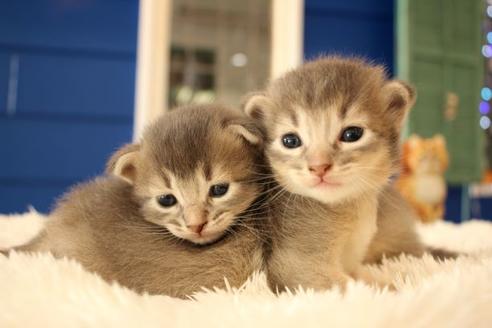 成約済の大阪府のソマリ-11221の3枚目