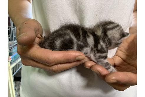 成約済の岐阜県のアメリカンショートヘア-11240の8枚目