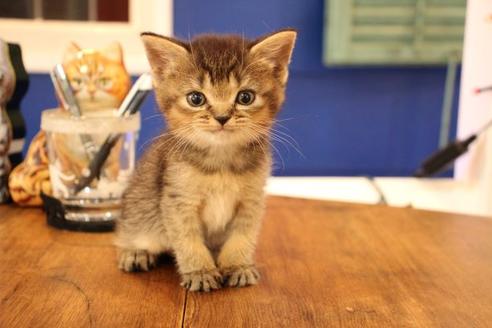 成約済の大阪府のスコティッシュフォールド-11270の1枚目