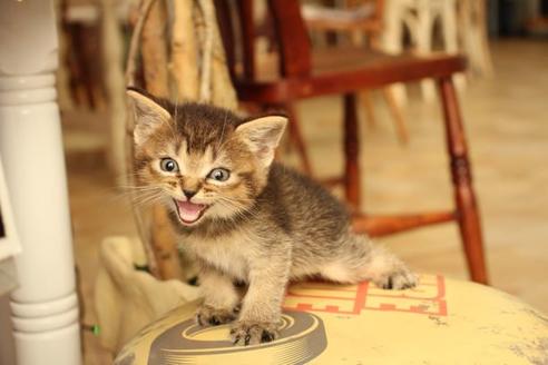 成約済の大阪府のスコティッシュフォールド-11270の6枚目